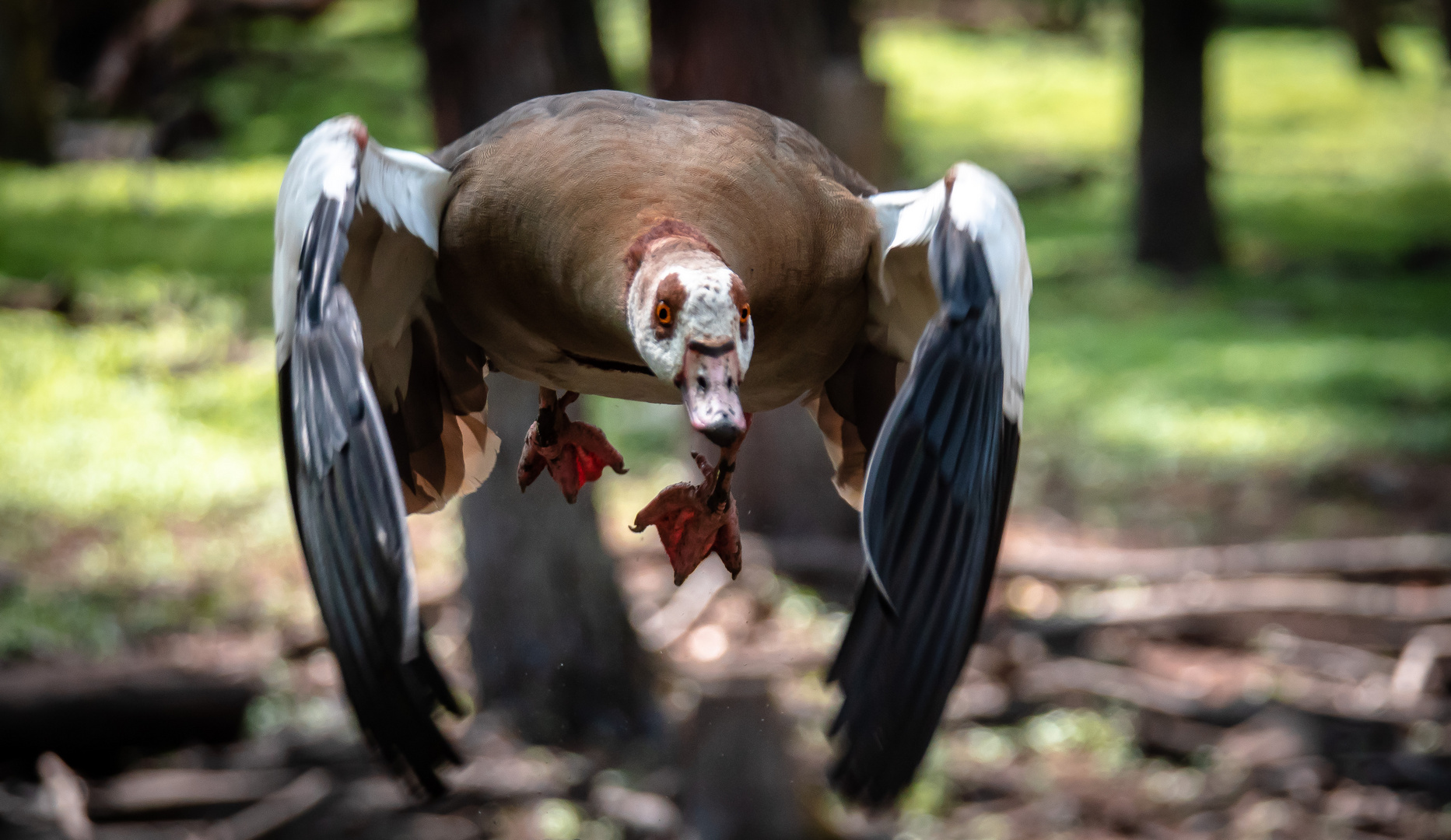 Nilgans