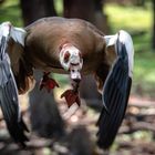 Nilgans