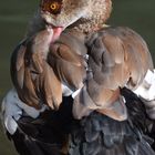 Nilgans