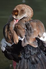 Nilgans