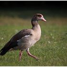 Nilgans