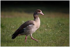 Nilgans