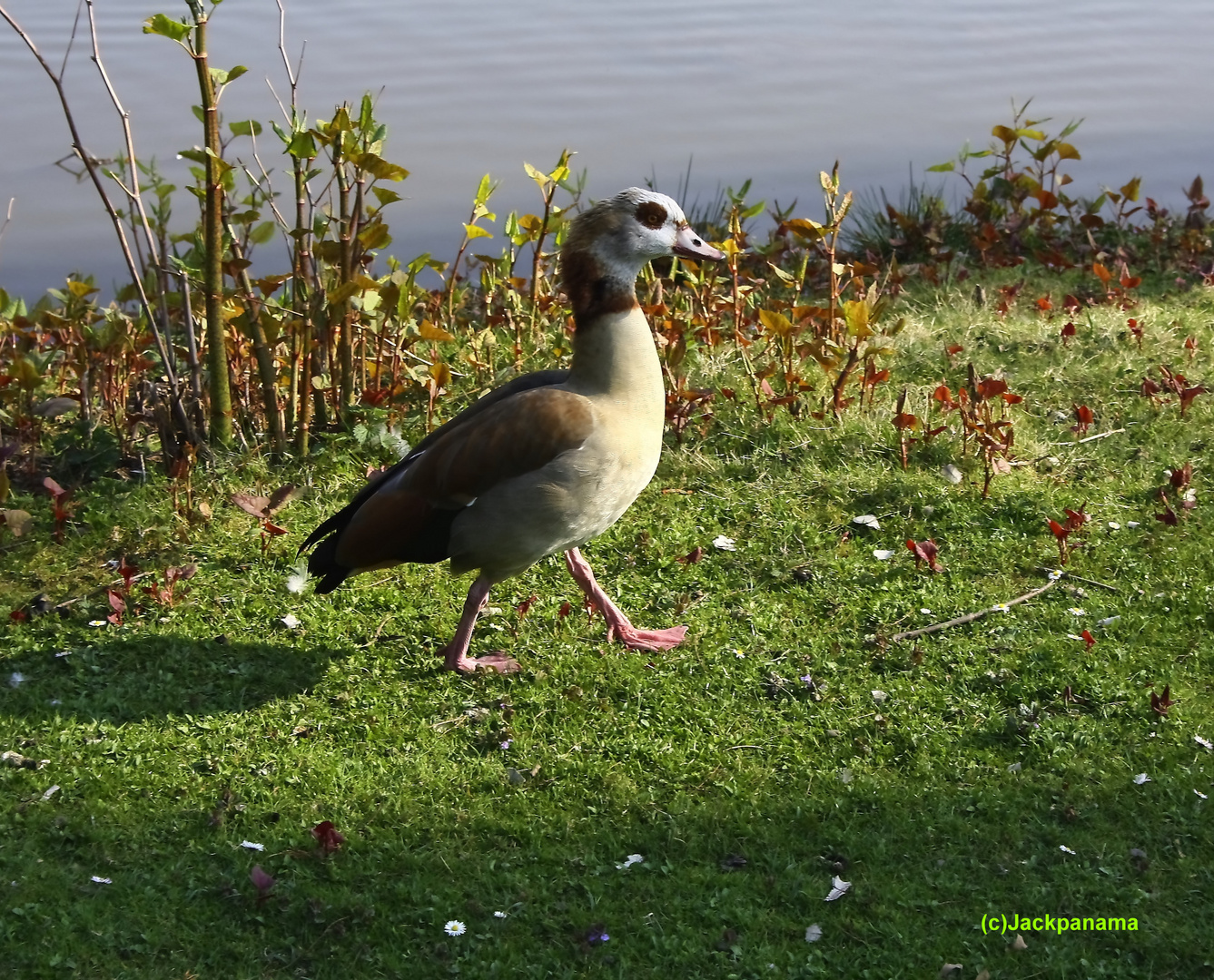 Nilgans