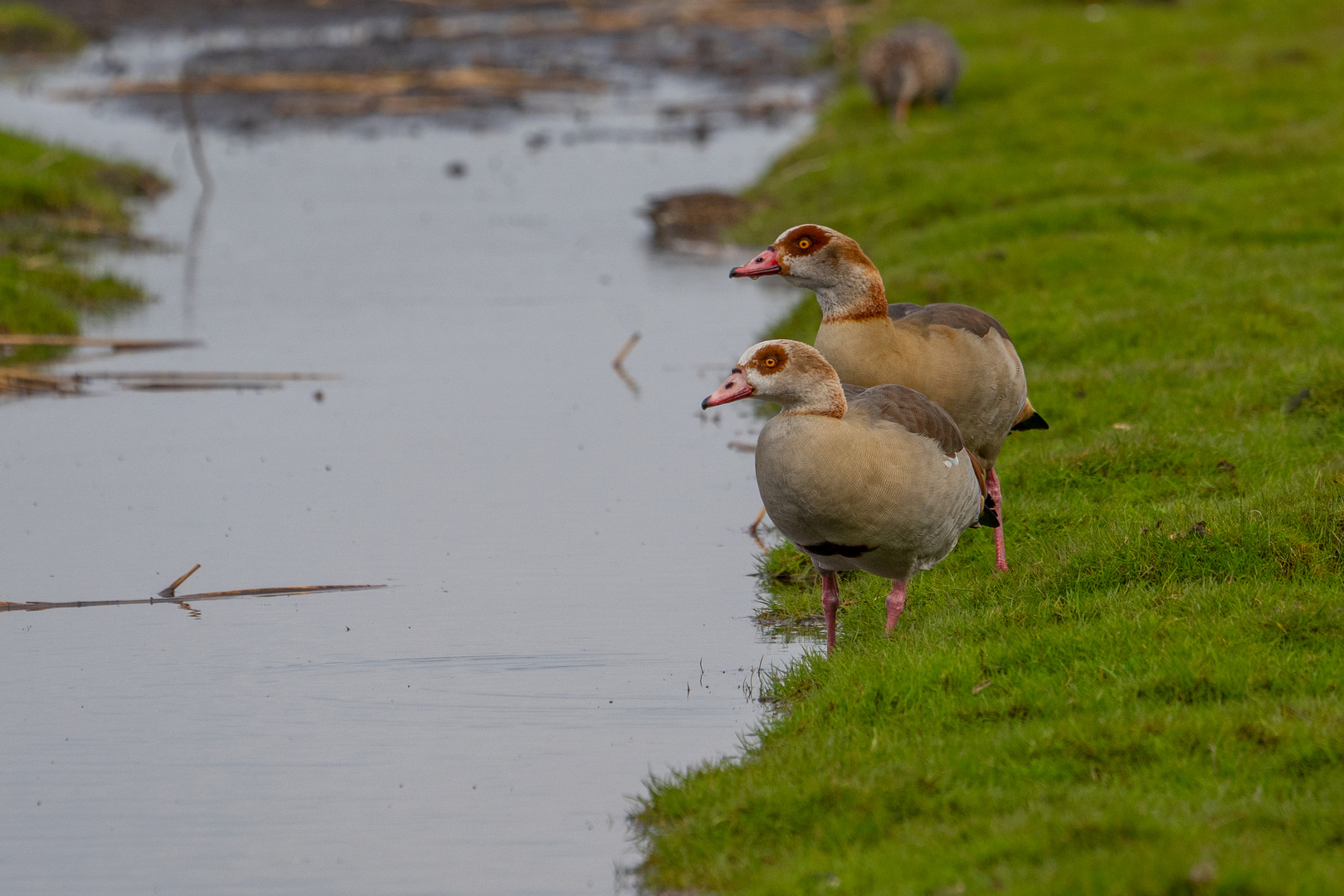 Nilgans