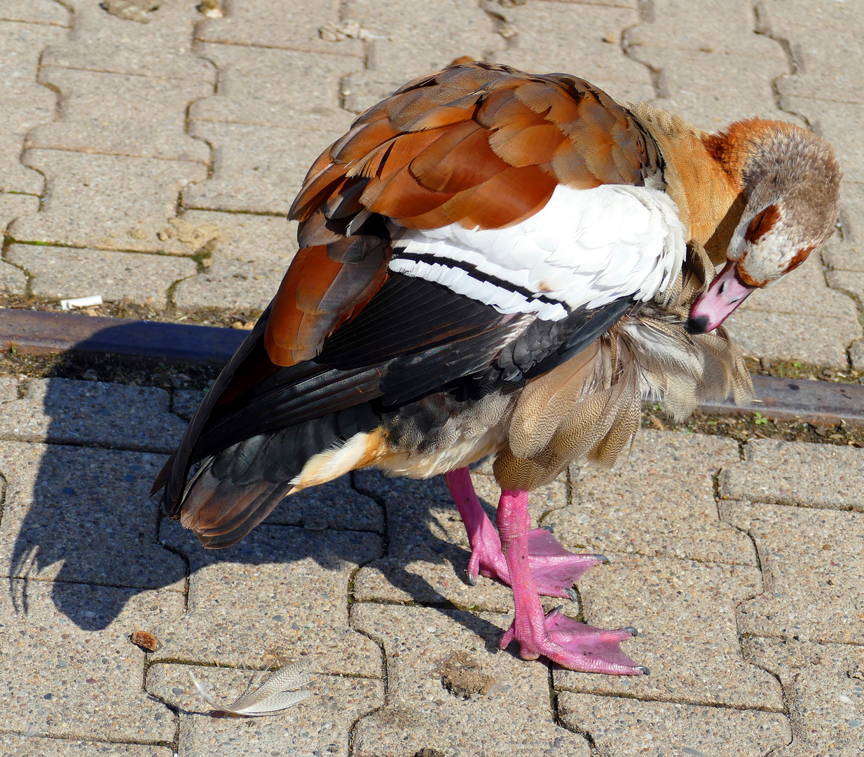 Nilgans bei der Körperpflege