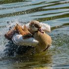 Nilgans bei der Körperpflege