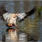 nilgans bei der landung......