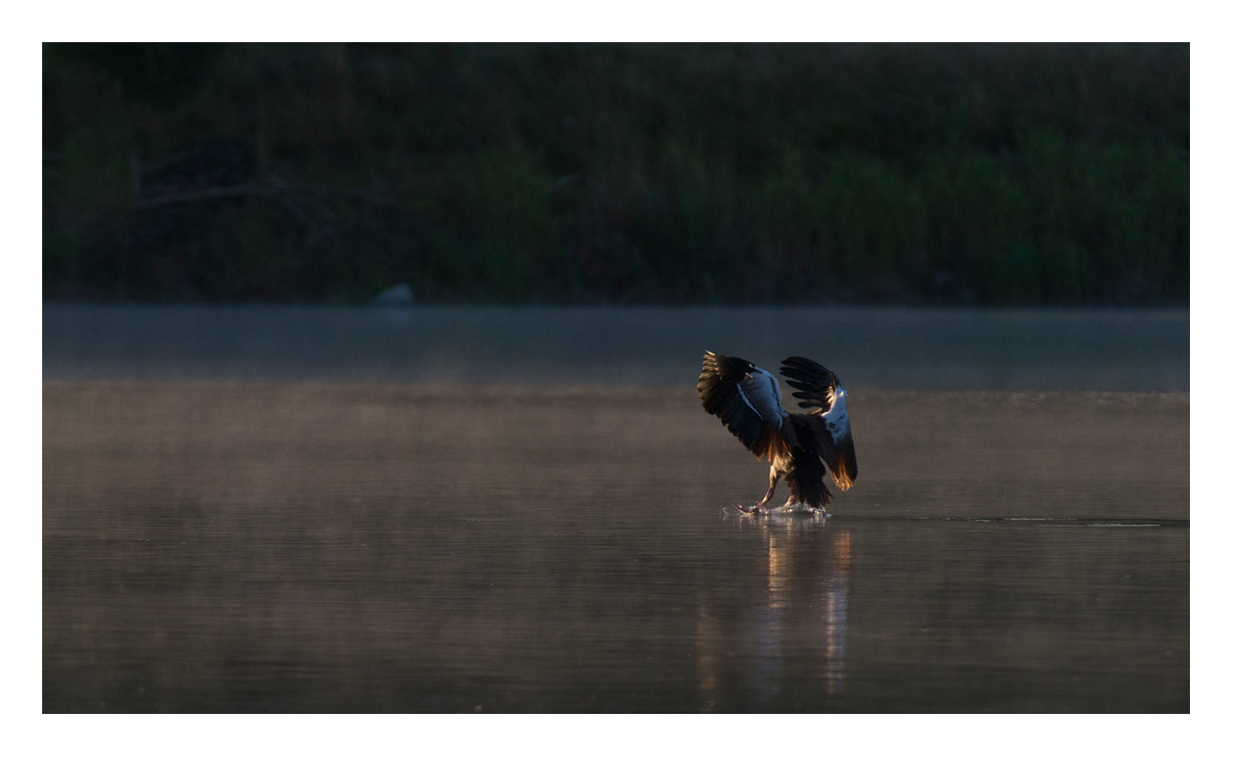 Nilgans bei der Landung