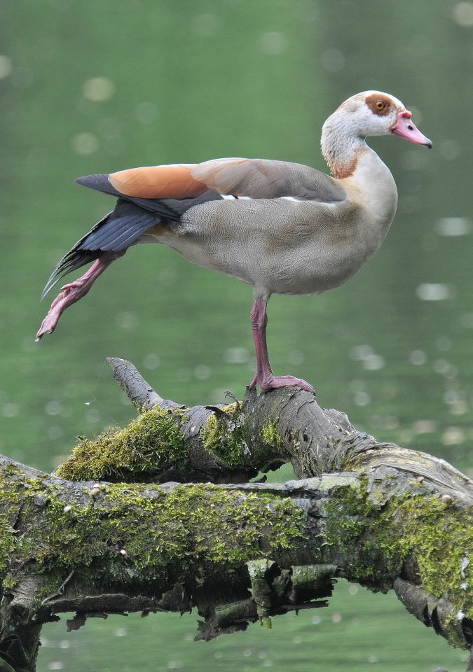 Nilgans bei der Morgengymnastik !