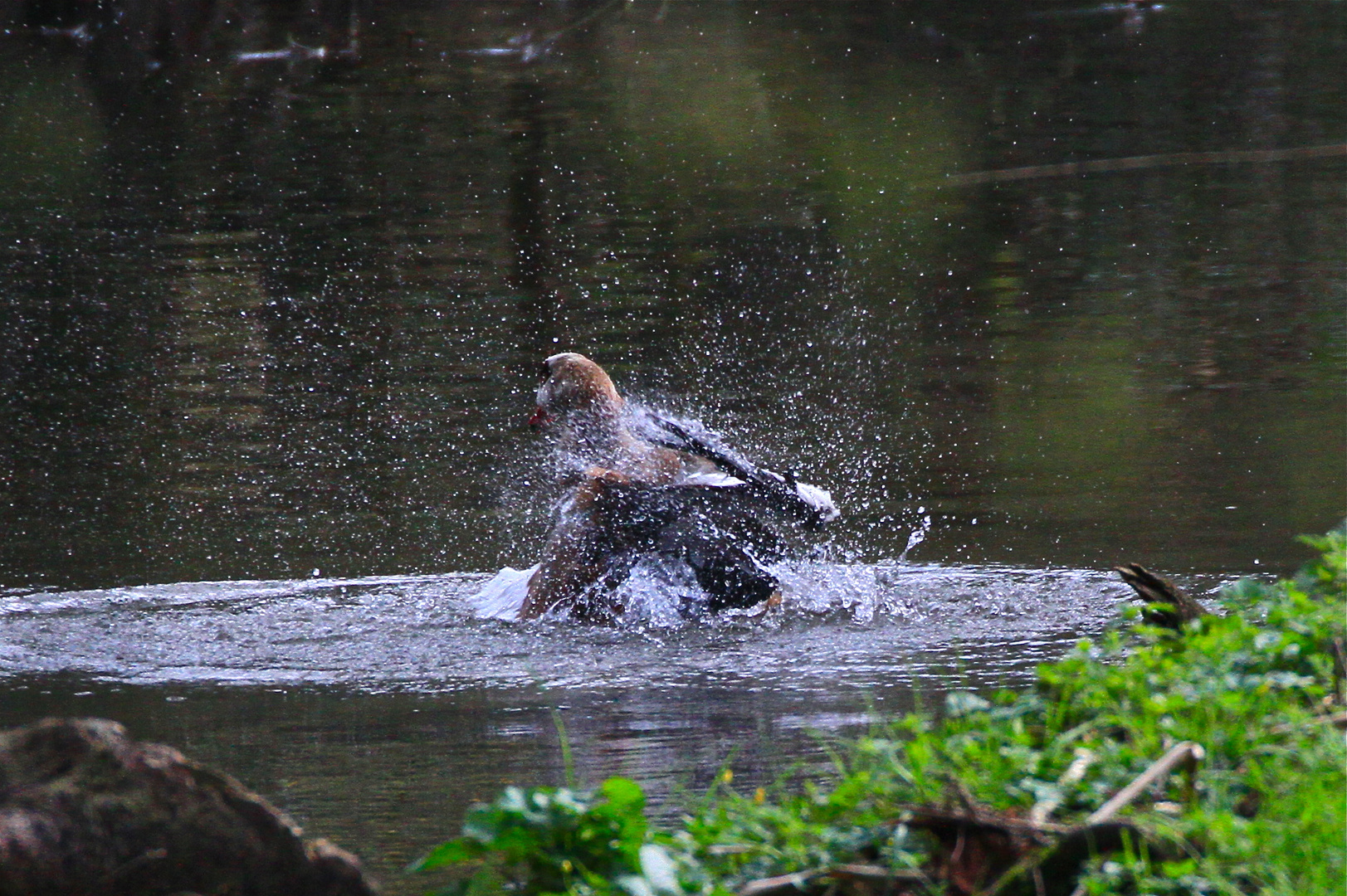 Nilgans bei der Morgentoilette