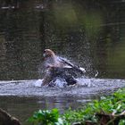 Nilgans bei der Morgentoilette