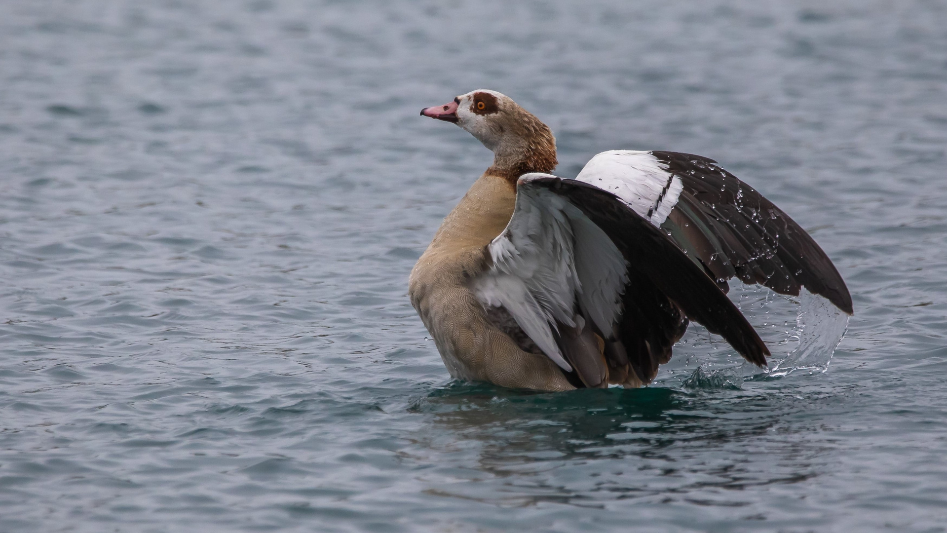 Nilgans bei Federpflege