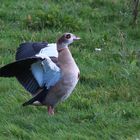 Nilgans beim Abflug !  Bild 1