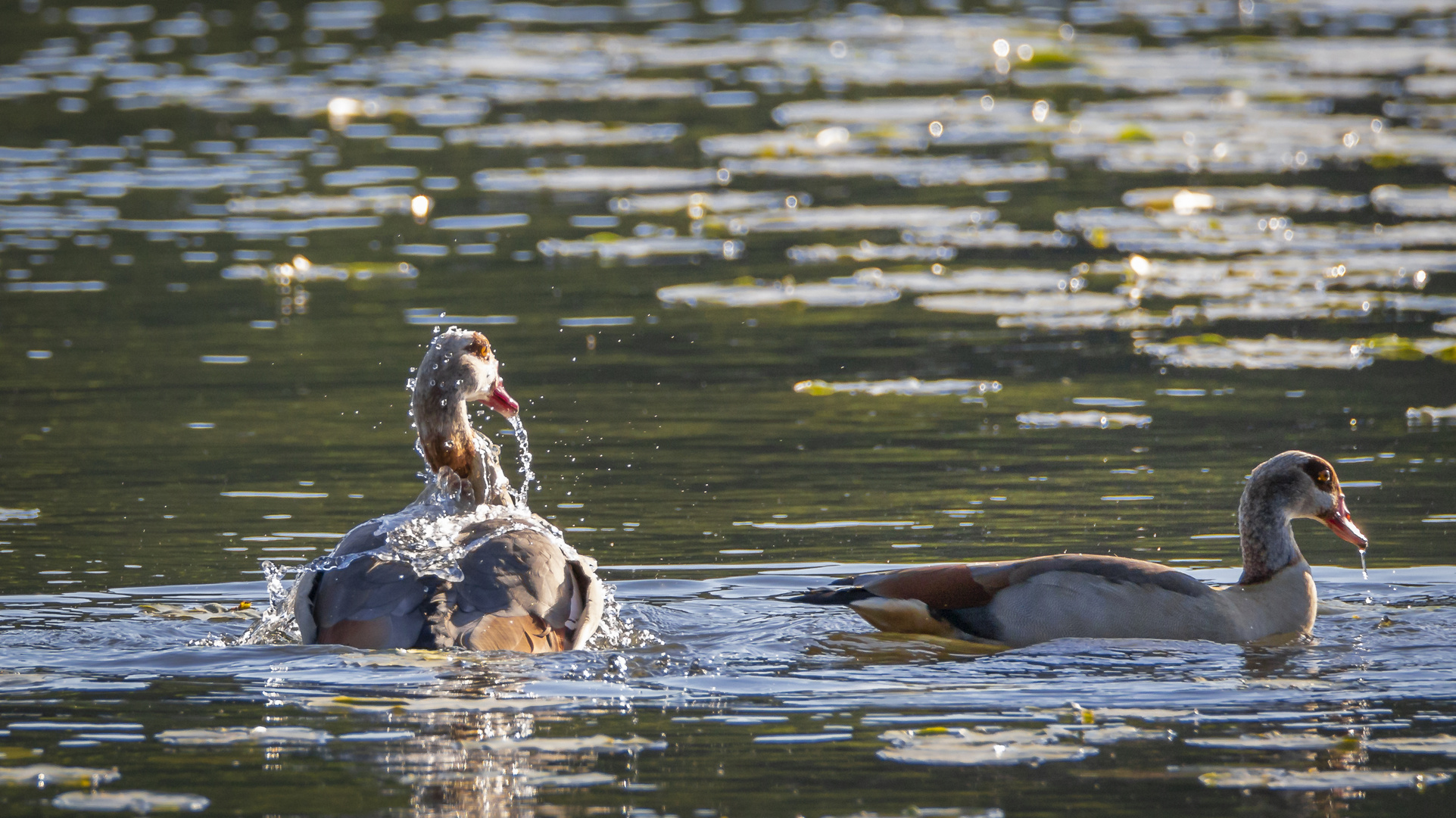 Nilgans beim Baden