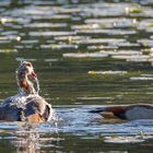 Nilgans beim Baden