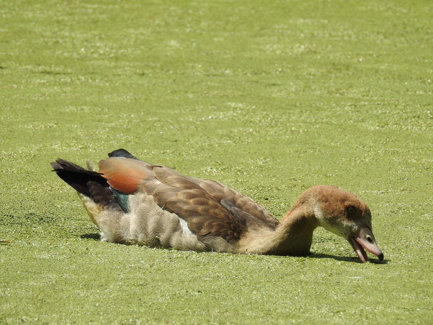 Nilgans beim Fressen