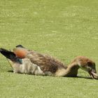 Nilgans beim Fressen