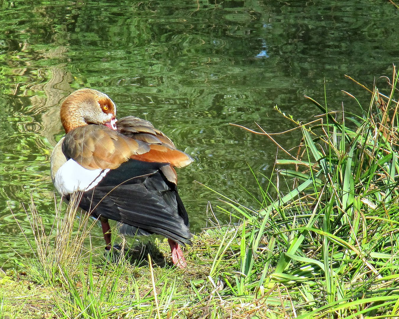 Nilgans beim Gefiederputzen