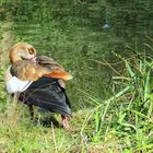 Nilgans beim Gefiederputzen