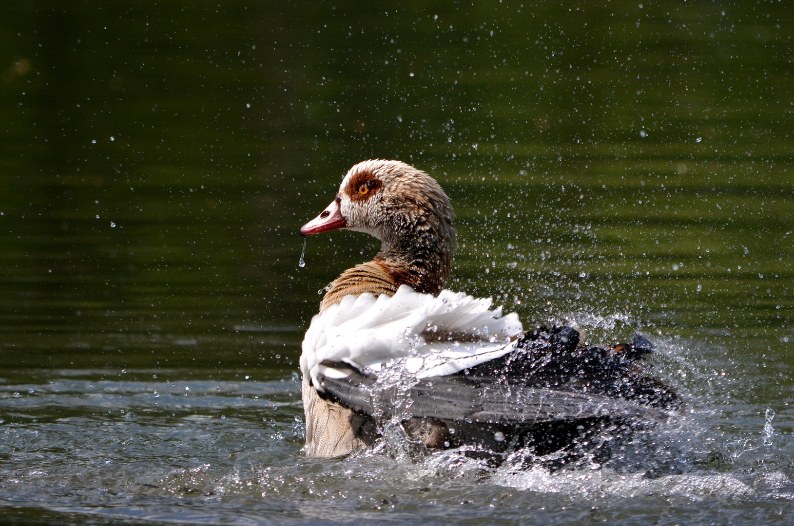 Nilgans beim planschen