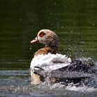 Nilgans beim planschen