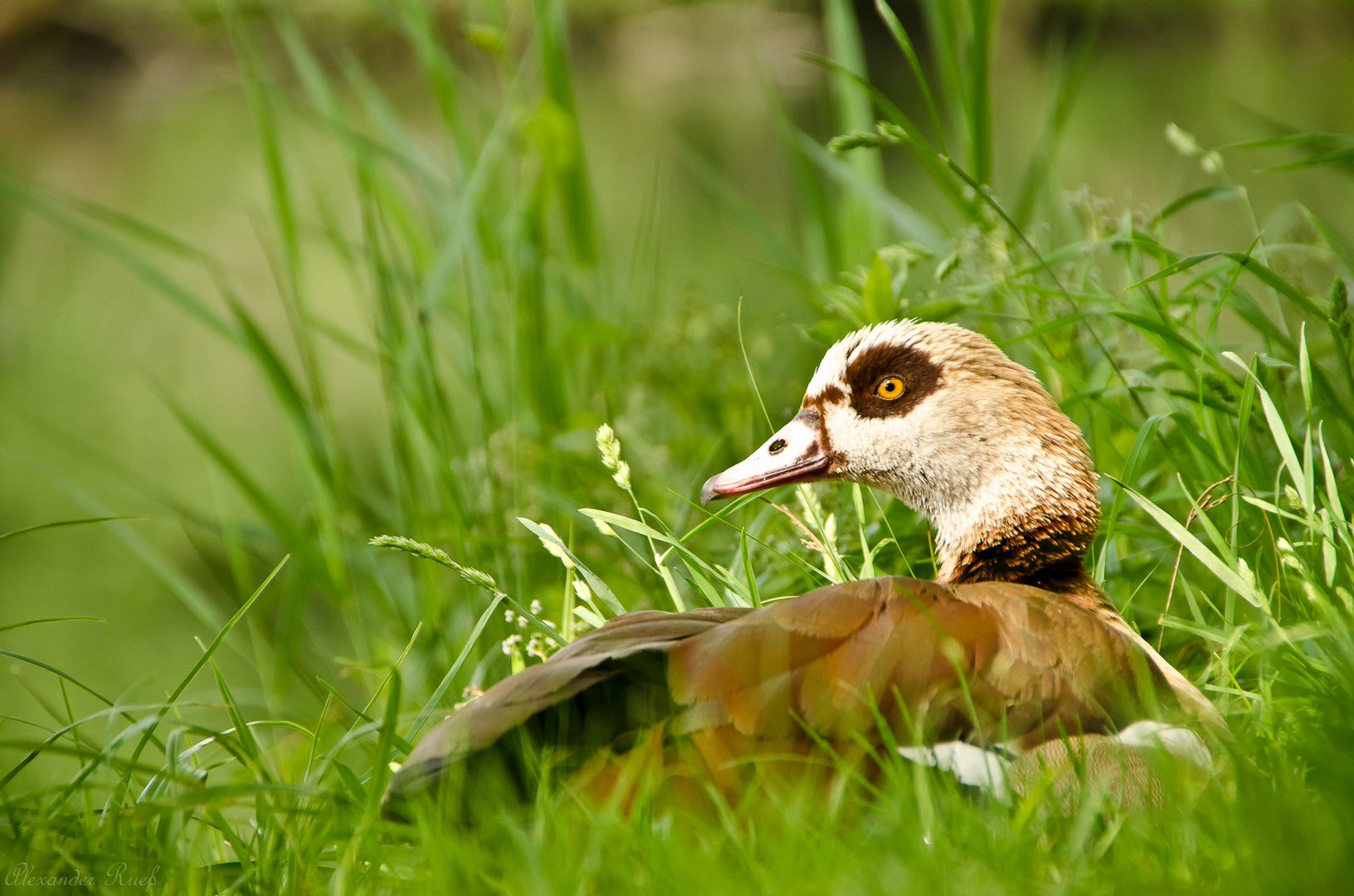 Nilgans beim Sonnenbad