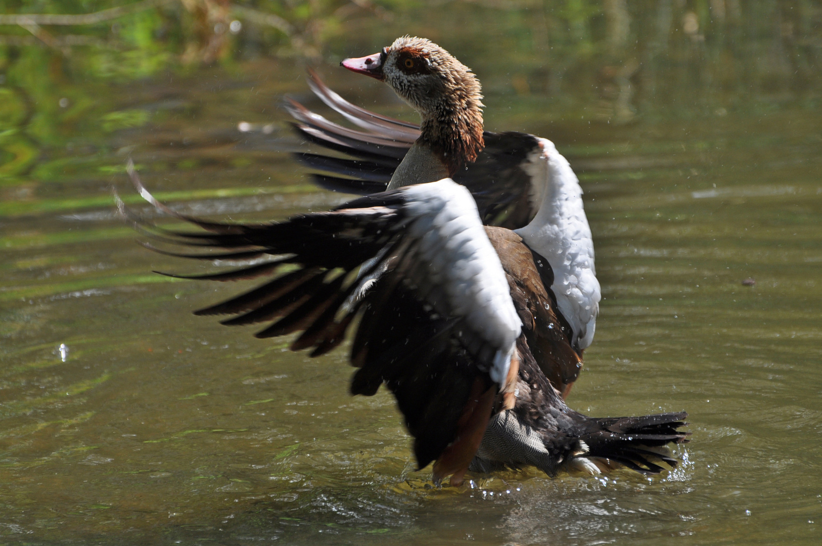 Nilgans beim Start