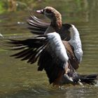 Nilgans beim Start