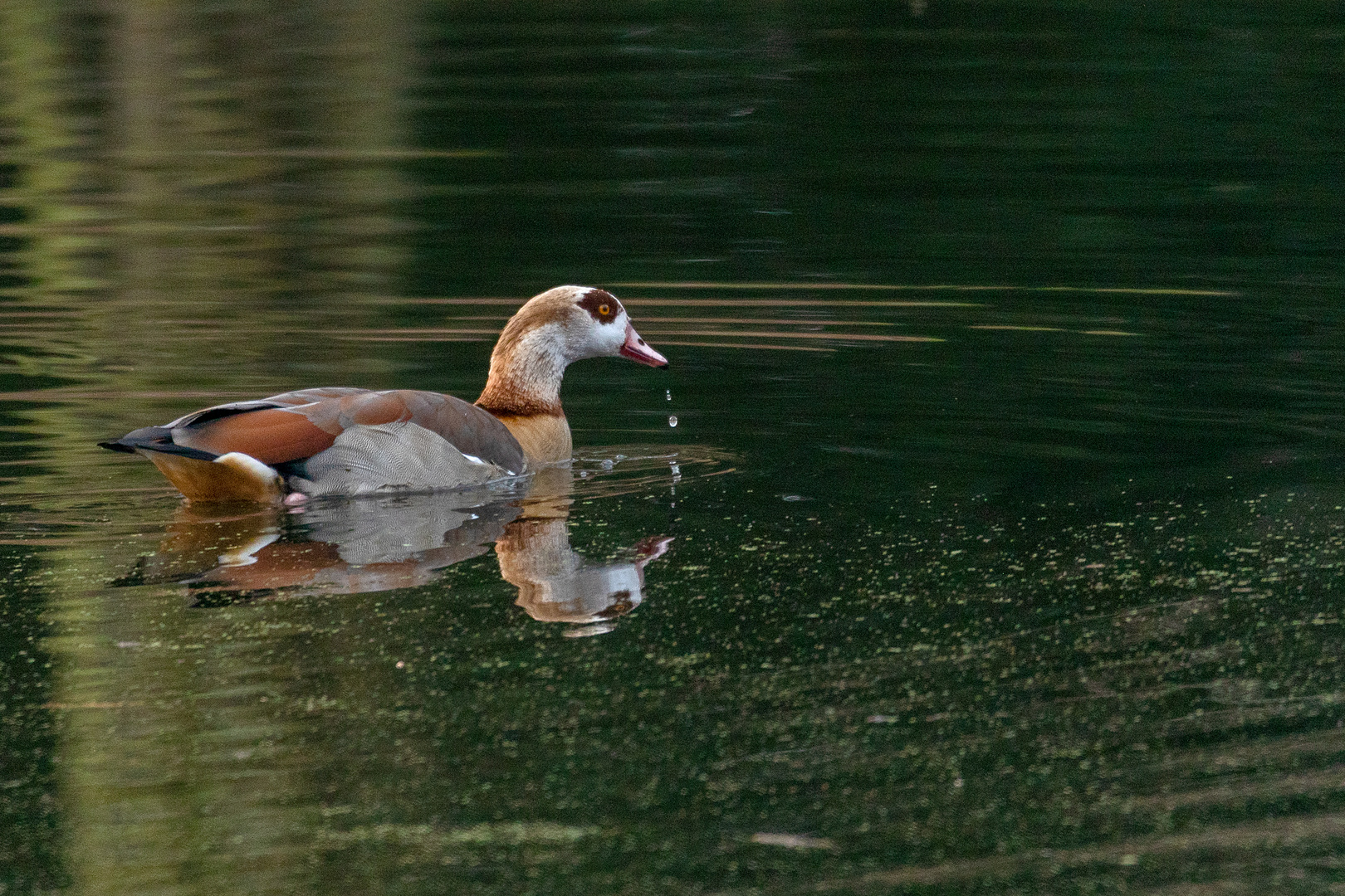 Nilgans beim Stöbern