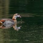 Nilgans beim Stöbern