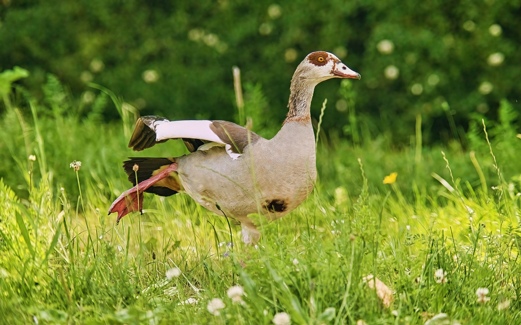 Nilgans beim Stretching...