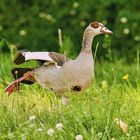 Nilgans beim Stretching...