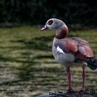 Nilgans beobachtet ihre Jungen.