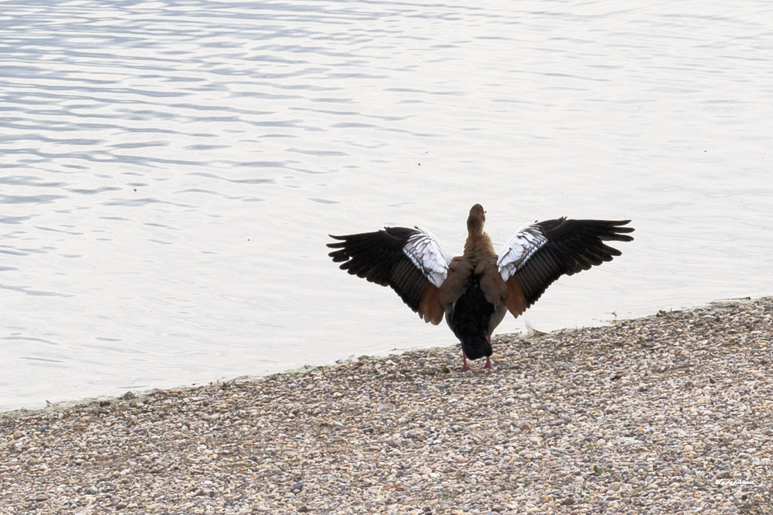 Nilgans, bereit zum Abflug