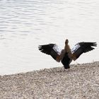 Nilgans, bereit zum Abflug