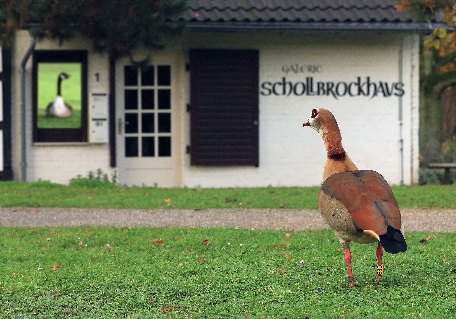 Nilgans besucht Gänseausstellung