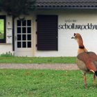 Nilgans besucht Gänseausstellung