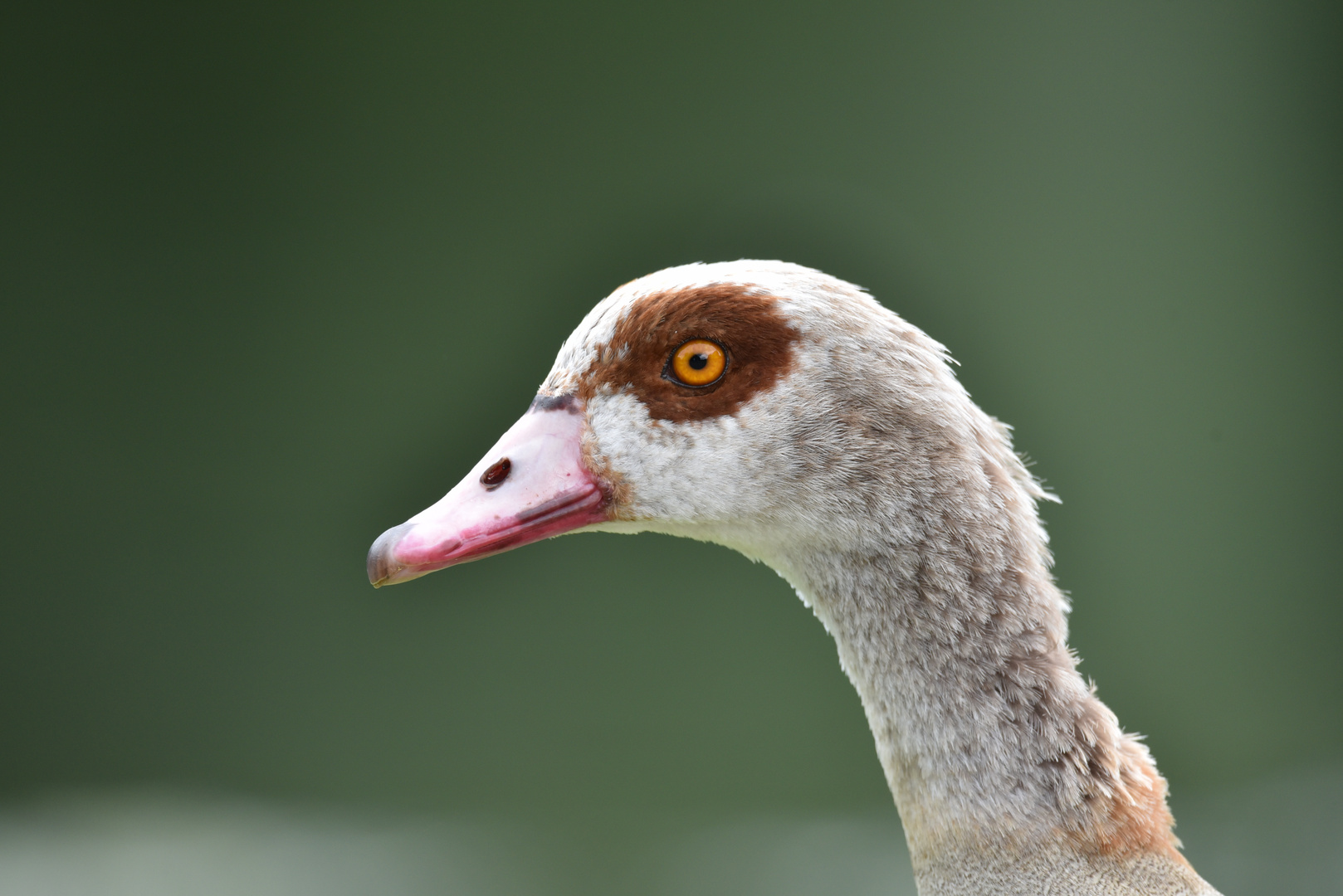 Nilgans Blick