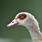 Nilgans Blick