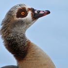 Nilgans – Bussard – Blick