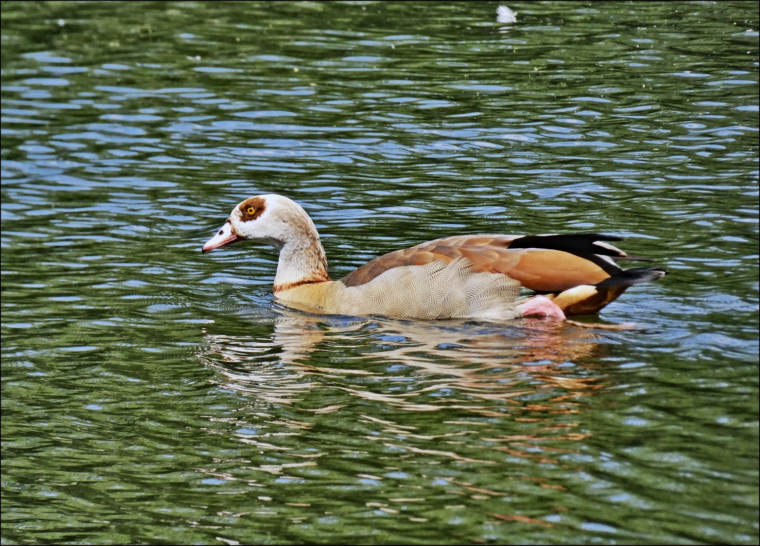 Nilgans 