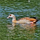 Nilgans 