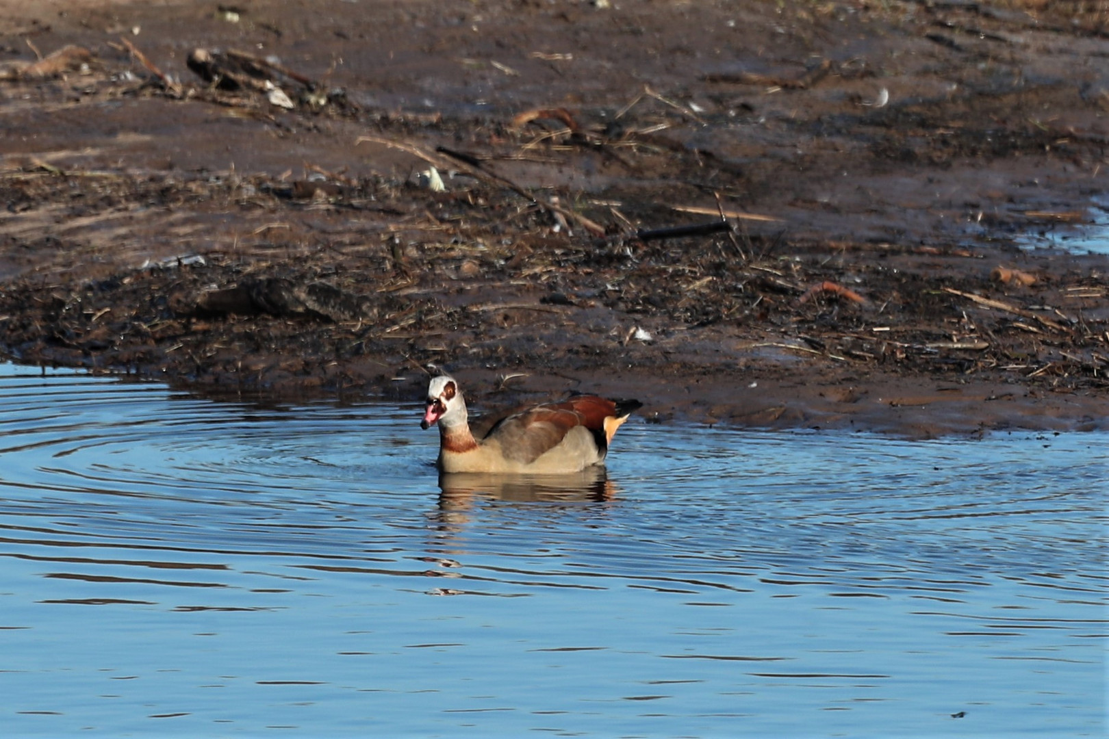 Nilgans