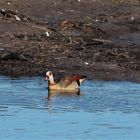 Nilgans