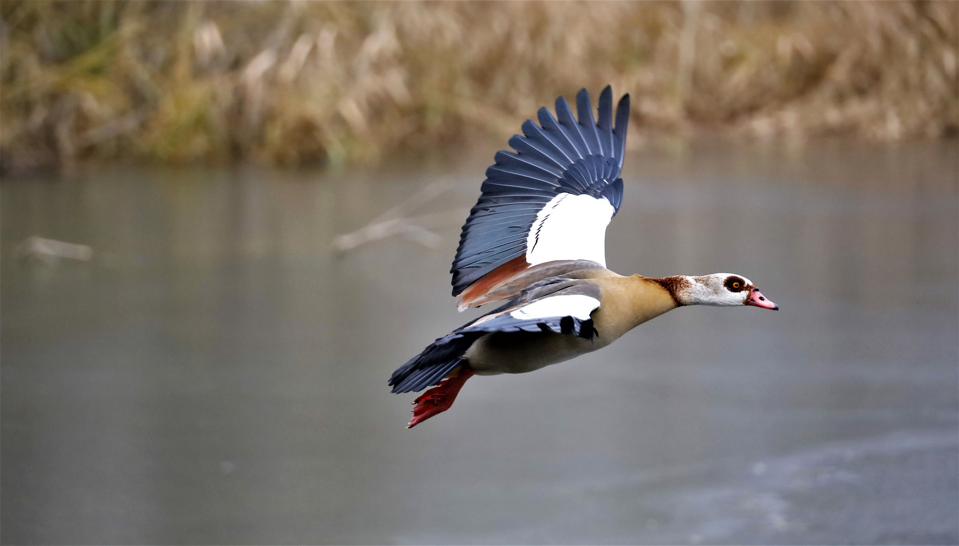 Nilgans