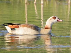 Nilgans