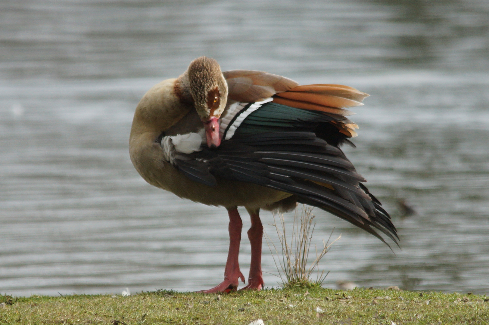 Nilgans