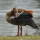 Nilgans