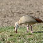 Nilgans