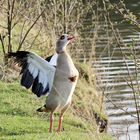 Nilgans